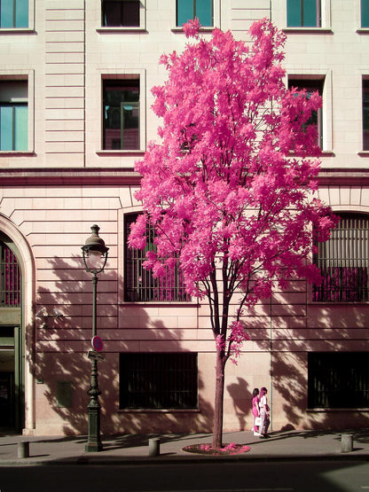 AFTERNOON VISION